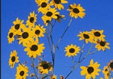 The Pecos Sunflower