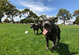 Earn Up to $3,000 a Month Renting Your Backyard to Dogs on Sniffpost