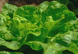 Impressive Health Benefits Of Lettuce