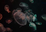 Jellyfish Falls in Love with Dental Dam Floating in Great Pacific Garbage Patch