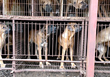 Gokseong, South Korea, Shut down illegal dog meat farms, slaughterhouses, markets, and restaurants.