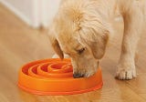 How To Keep Your Dog From Eating Too Fast — The Canine Compendium