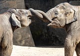 Dancing Elephants November Updates and Highlights