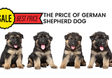 German Shepherd dog price — How much you must pay for a GSD puppy