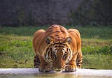Animals drink surface water