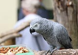 Moulting: A Natural Process for African Gray Parrots