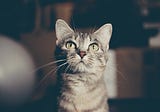 Six Things Your Cat Wants You to Know