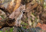The Secret Life of Lynx: A Look at Their Hunting and Habitat