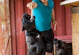 Is a CaneCorso Dog a Good Pet?