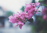 Summers of Pink Bougainvillea