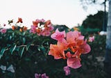 If We Share Anything, Let it Be Bougainvillea