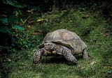Making Money With Algo Trading for Dummies: The Turtle Trading Agent