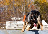 German Shepherd Must-Have Training Equipment