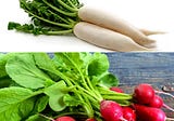 Radish; a root vegetable and its unique benefits