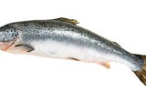 Tilapia vs Salmon — Loyal Fishing