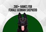 260+ Names for your female German Shepherd