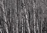 Winter Forest, Skokomish Valley, Washington, 2017