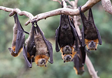https://blogs.scientificamerican.com/observations/bats-are-not-our-enemies/