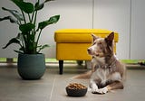 How to select dog food
