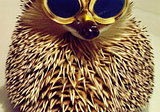 These hedgehog facts are so surprising, they’ll leave you speechless!