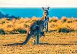 The animal that can stand on its tail