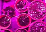 Starting your Own Seeds isn’t a Big Deal