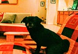 Success Goes to Those Who Keep Trying (or What I Learned From My Not-So-Bright Puggle)