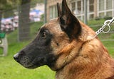Which dog breed is the smartest? The latest results are surprising!
