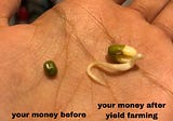 bean sprouting & yield farming: they’re both good for you