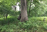 IMPRINTS OF THE MAN TREE