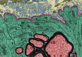 How Immune Cells Can Rejuvenate Your Brain