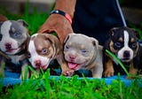 AMERICAN BULLY BREED 101: THE COMPLETE GUIDE TO POCKET, STANDARD & XL BULLIES