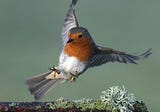 Angry Birds: Rural Robins Get ‘Road Rage’ When Exposed To Traffic Noise