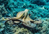 California Marine Creatures That Naturally Change Sex, Cross-Dress, and Defy Gender Norms