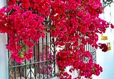 My Love affair with Bougainvillea