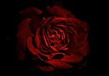 A ROSE BY ANY OTHER NAME…
How A Name Really Can Influence Who We Become.