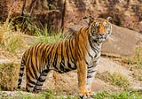 How to Help an Injured Tiger