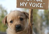 Animal Welfare Laws: Giving a ‘Voice’ to the ‘Voiceless’