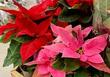 Poinsettias for Christmas — This week in the garden