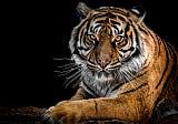 Humans are great at risk denial — even with tigers