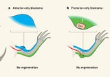 Shh protein in axolotl limb regeneration