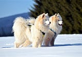 Samoyed Dog — A Complete Guide