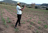 Cropland Data to Improve Yield Forecasting in Support of Food Security Status, Tanzania