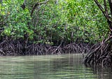 Mangroves Among Most Carbon-Rich Forests in the Tropics