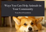 Patrick Reed on Ways You Can Help Animals in Your Community