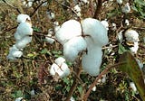 Organic Cotton farming