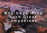 Why Dogs Make Such Great Companions