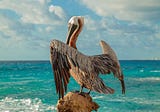 Pelican Side