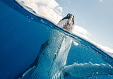Extremely rare footage. The first moments of the whale just after birth