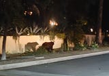 A Bear Walks Into A Neighborhood